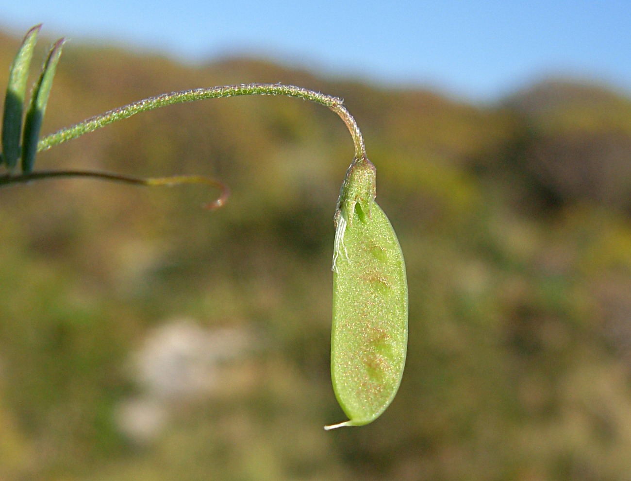 Ervum tetraspermum (=Vicia tetrasperma) / veccia a quattro semi